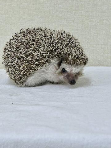 ハリネズミ