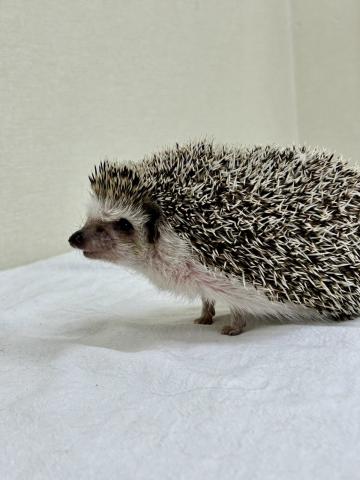 ハリネズミ