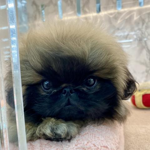埼玉県のペキニーズ (NICO PET 三郷店/2025年7月9日生まれ/男の子/フォーン)の子犬の3枚目の画像