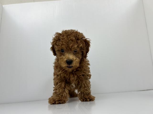 千葉県のトイプードル(トイ) (ペットアミ 館山店/2025年4月25日生まれ/男の子/レッド)の子犬の1枚目の画像