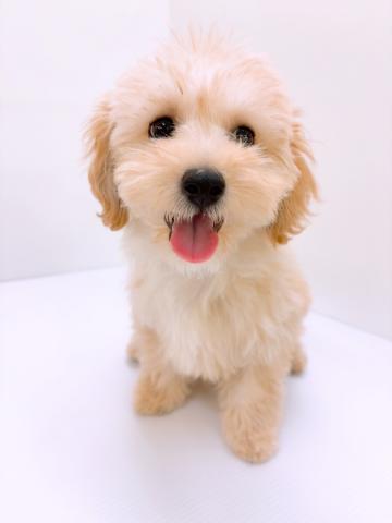 新潟県のハーフ犬・ミックス犬 (ペットアミ 新発田店/2025年4月17日生まれ/男の子/クリーム)の子犬の1枚目の画像