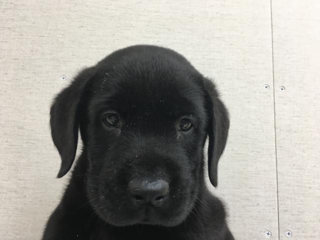 ラブラドールレトリーバー子犬