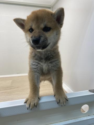 石川県の柴犬(標準サイズ) (ペットアミ 津幡店/2025年7月13日生まれ/男の子/レッド)の子犬の1枚目の画像