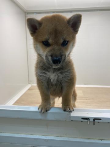 石川県の柴犬(標準サイズ) (ペットアミ 津幡店/2025年7月13日生まれ/男の子/レッド)の子犬の2枚目の画像