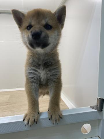 石川県の柴犬(標準サイズ) (ペットアミ 津幡店/2025年7月13日生まれ/男の子/レッド)の子犬の3枚目の画像
