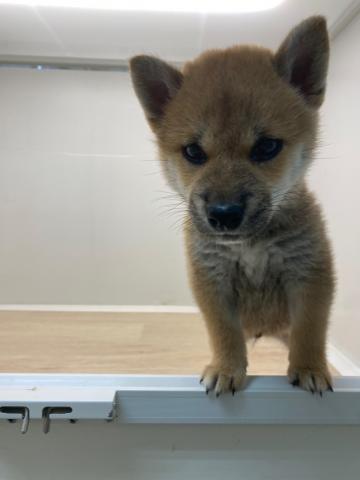 石川県の柴犬(標準サイズ) (ペットアミ 津幡店/2025年7月13日生まれ/男の子/レッド)の子犬の4枚目の画像