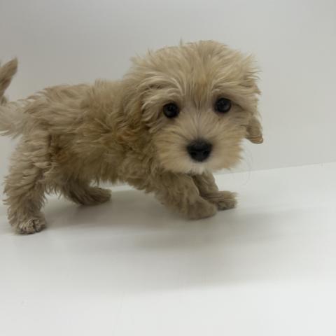 奈良県のハーフ犬・ミックス犬 (ペットアミ 田原本店/2025年7月14日生まれ/男の子/アプリコット)の子犬の1枚目の画像