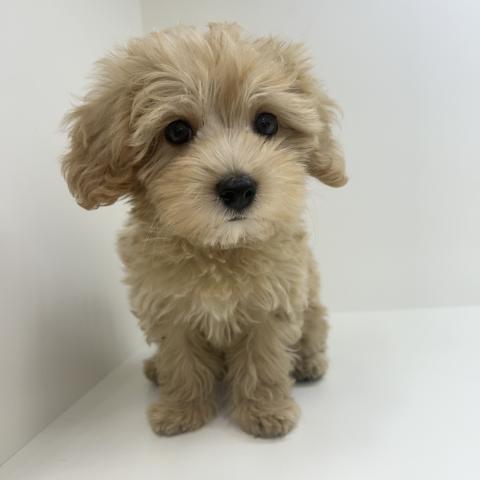 奈良県のハーフ犬・ミックス犬 (ペットアミ 田原本店/2025年7月14日生まれ/男の子/アプリコット)の子犬の2枚目の画像