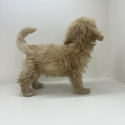 奈良県のハーフ犬・ミックス犬 (ペットアミ 田原本店/2025年7月14日生まれ/男の子/アプリコット)の子犬の3枚目の画像