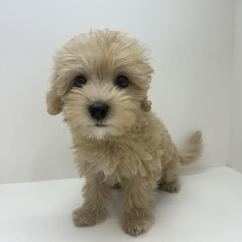 奈良県のハーフ犬・ミックス犬 (ペットアミ 田原本店/2025年7月14日生まれ/男の子/アプリコット)の子犬の4枚目の画像