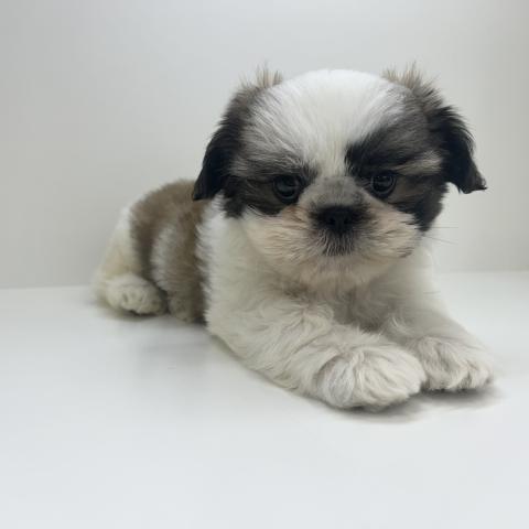 奈良県のシーズー (ペットアミ 田原本店/2025年7月19日生まれ/男の子/ゴールドホワイト)の子犬の1枚目の画像