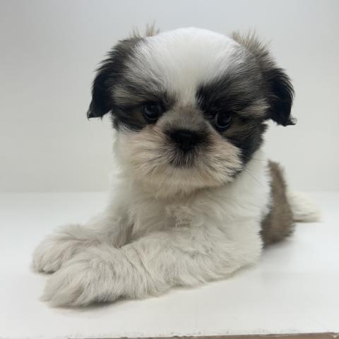 奈良県のシーズー (ペットアミ 田原本店/2025年7月19日生まれ/男の子/ゴールドホワイト)の子犬の3枚目の画像