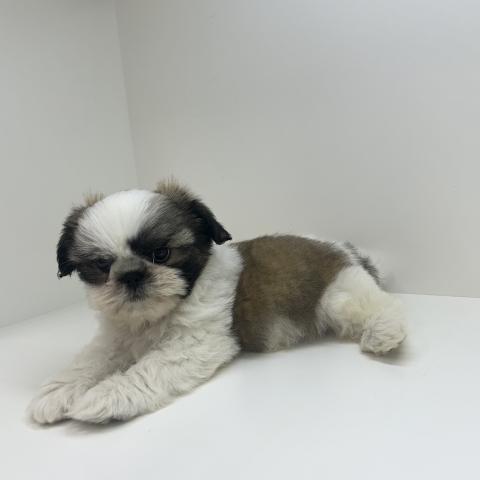奈良県のシーズー (ペットアミ 田原本店/2025年7月19日生まれ/男の子/ゴールドホワイト)の子犬の4枚目の画像