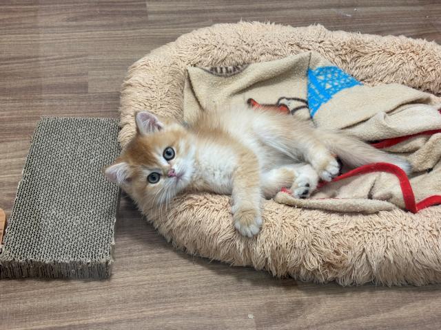 ブリティッシュショートヘア