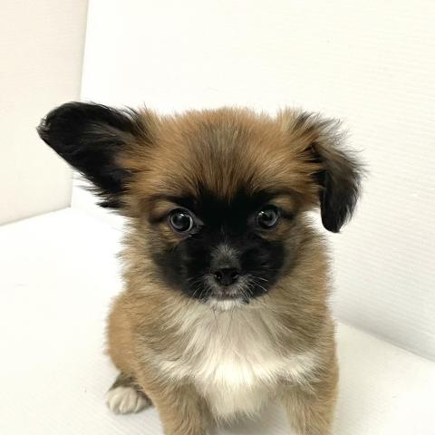 秋田県のハーフ犬・ミックス犬 (ペットアミ 大曲店/2025年5月22日生まれ/男の子/レッドホワイト)の子犬の1枚目の画像