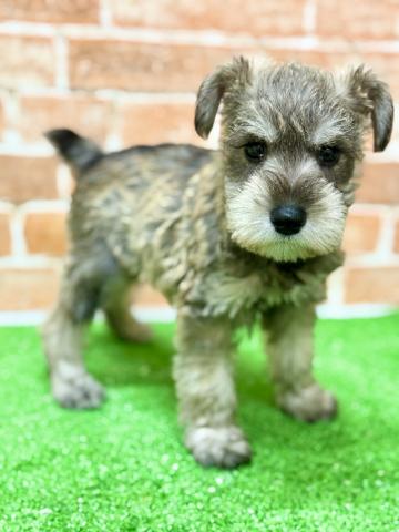 新潟県のミニチュアシュナウザー (ペットアミ 柏崎店/2025年7月11日生まれ/男の子/ソルトペッパー)の子犬の3枚目の画像