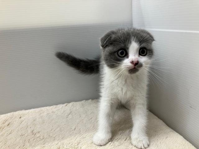 スコティッシュフォールド