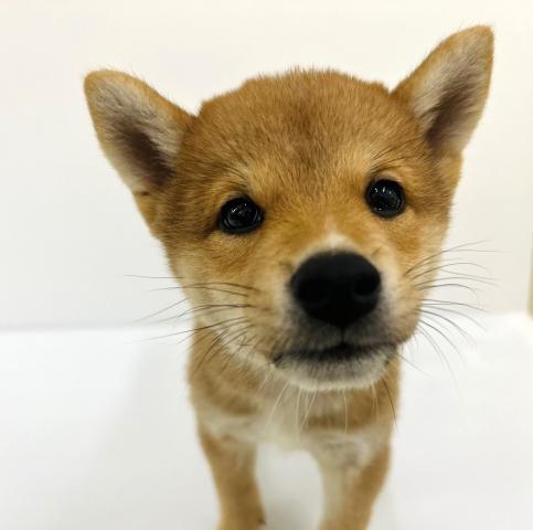 柴犬