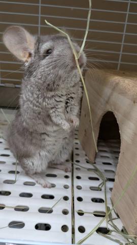 チンチラ