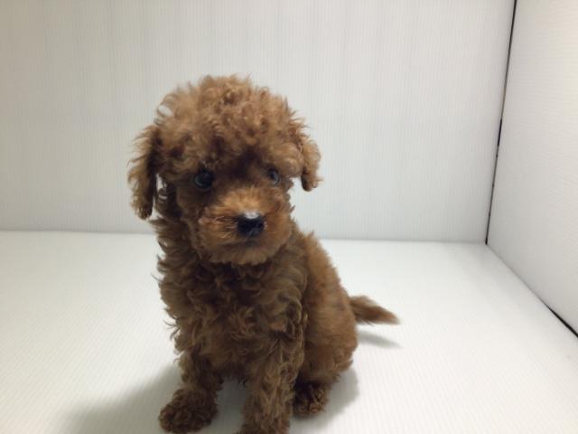 岩手県のトイプードル(トイ) (ペットアミ 北上店/2025年4月11日生まれ/男の子/レッドフォーン)の子犬の1枚目の画像