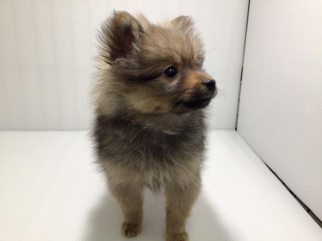 岩手県のポメラニアン (ペットアミ 北上店/2025年2月28日生まれ/女の子/オレンジ)の子犬の2枚目の画像