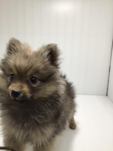 岩手県のポメラニアン (ペットアミ 北上店/2025年2月28日生まれ/女の子/オレンジ)の子犬の3枚目の画像