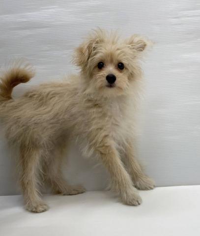 和歌山県のハーフ犬・ミックス犬 (ペットアミ 岩出店/2025年9月11日生まれ/女の子/アプリコット)の子犬の1枚目の画像