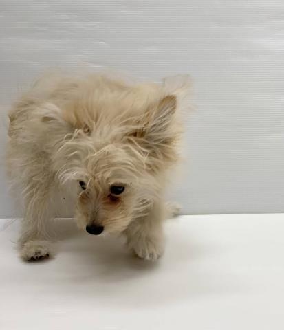 和歌山県のハーフ犬・ミックス犬 (ペットアミ 岩出店/2025年9月11日生まれ/女の子/アプリコット)の子犬の2枚目の画像