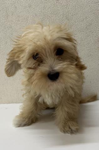 和歌山県のハーフ犬・ミックス犬 (ペットアミ 岩出店/2025年3月23日生まれ/男の子/アプリコット)の子犬の1枚目の画像