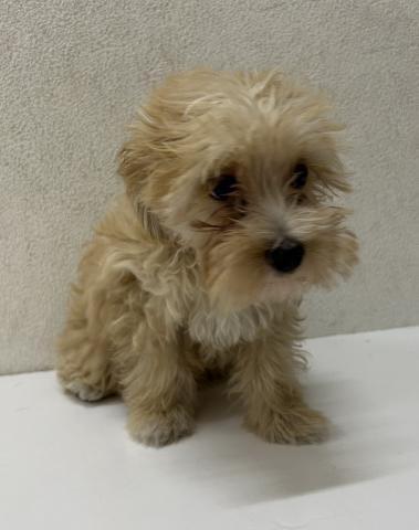 和歌山県のハーフ犬・ミックス犬 (ペットアミ 岩出店/2025年3月23日生まれ/男の子/アプリコット)の子犬の2枚目の画像