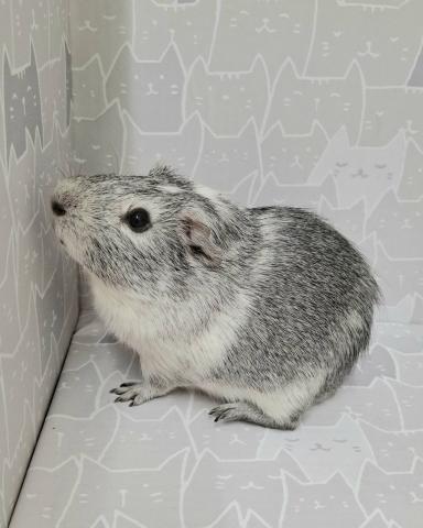 イングリッシュモルモット