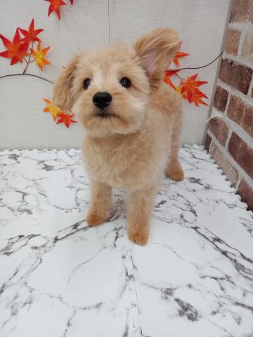 秋田県のハーフ犬・ミックス犬 (ペットアミ 能代東インター店/2025年5月24日生まれ/男の子/クリーム)の子犬の1枚目の画像