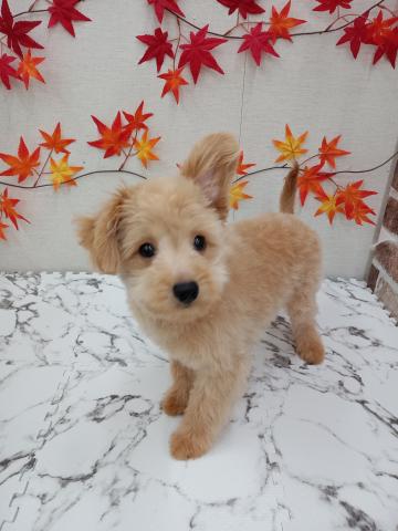 秋田県のハーフ犬・ミックス犬 (ペットアミ 能代東インター店/2025年5月24日生まれ/男の子/クリーム)の子犬の2枚目の画像