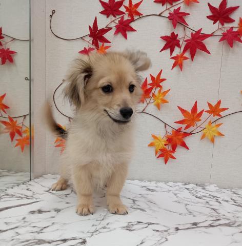 秋田県のハーフ犬・ミックス犬 (ペットアミ 能代東インター店/2025年5月22日生まれ/男の子/レッド)の子犬の1枚目の画像