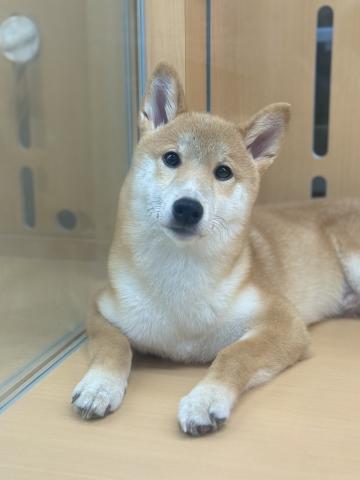 新潟県の柴犬(標準サイズ) (ペットアミ 柏崎店/2025年3月15日生まれ/男の子/レッド中虎毛)の子犬の3枚目の画像