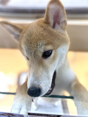 新潟県の柴犬(標準サイズ) (ペットアミ 柏崎店/2025年3月15日生まれ/男の子/レッド中虎毛)の子犬の4枚目の画像