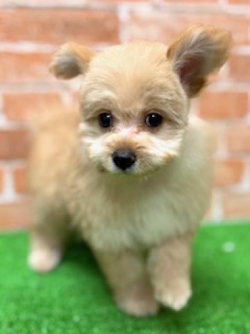 新潟県のポメプー(ポメラニアン×プードル) (ペットアミ 柏崎店/2025年5月23日生まれ/男の子/クリーム)の子犬の2枚目の画像