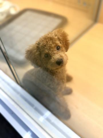 新潟県のトイプードル(トイ) (ペットアミ 柏崎店/2025年5月16日生まれ/男の子/レッド)の子犬の4枚目の画像