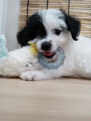 ミックス犬( ビション×ジャックラッセルテリア)