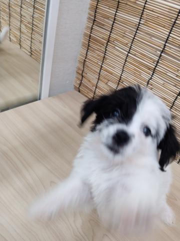 ミックス犬( ビション×ジャックラッセルテリア)