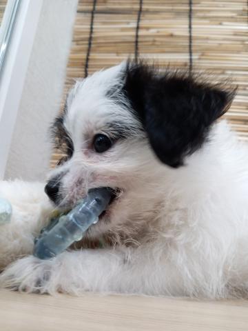 ミックス犬( ビション×ジャックラッセルテリア)