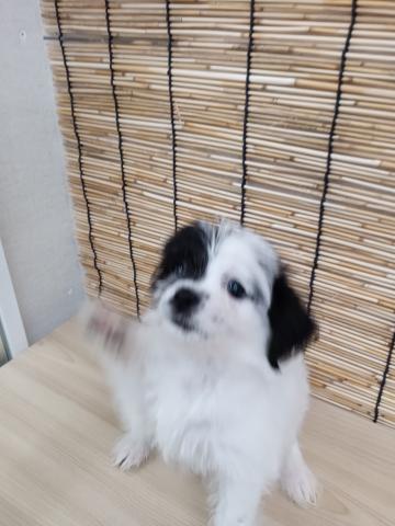 ミックス犬( ビション×ジャックラッセルテリア)