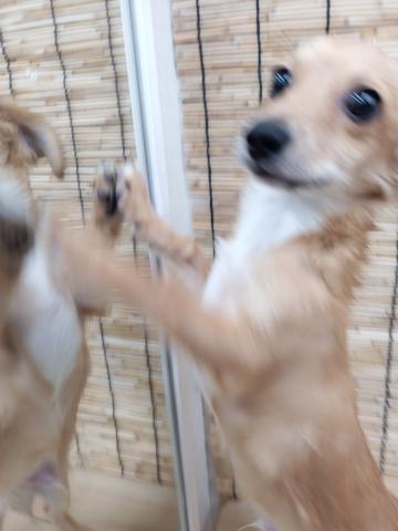 MIX犬(チワワ×ミニチュアダックスフンド)