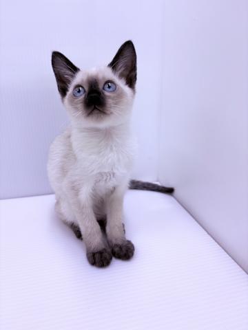 シャム