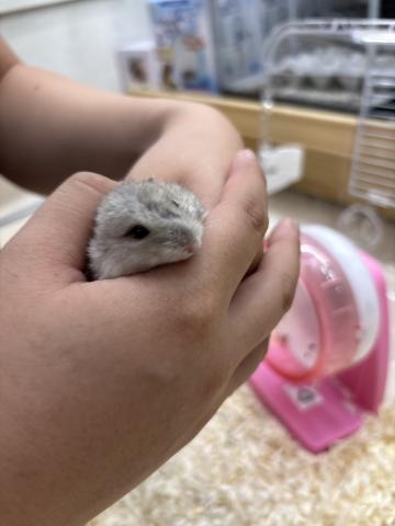 ジャンガリアンハムスター