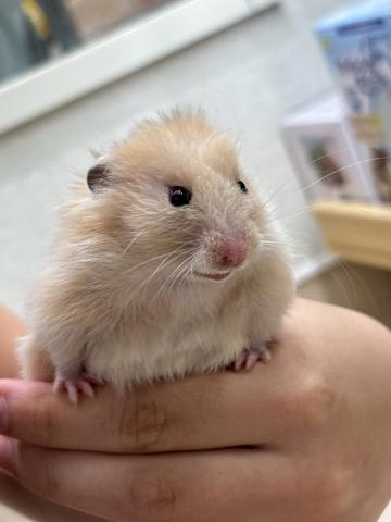 カラーハムスター