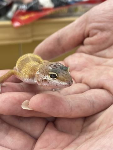 ヒョウモントカゲモドキ