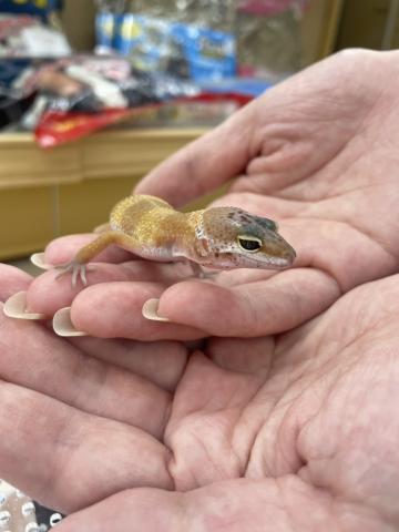 ヒョウモントカゲモドキ