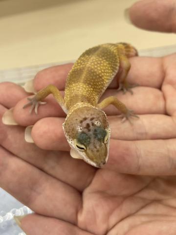 ヒョウモントカゲモドキ