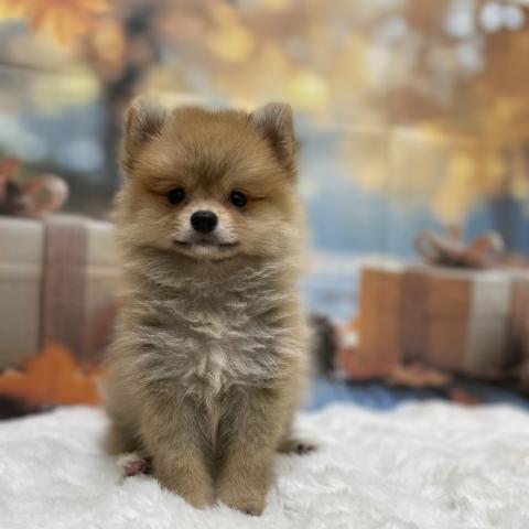 新潟県のポメラニアン (ペットアミ 十日町店/2025年7月26日生まれ/男の子/オレンジ)の子犬の1枚目の画像